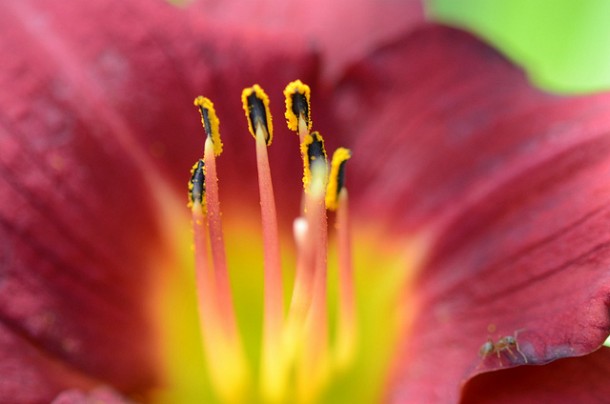 close-up of pollen on flower stamen