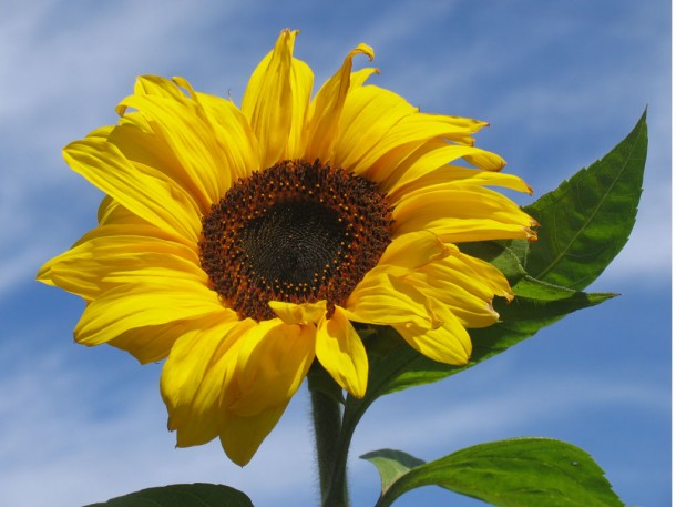 large sunflower against blue sky