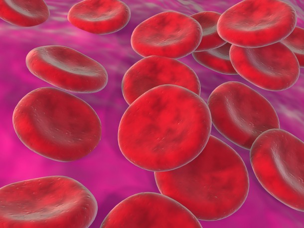 large red blood cells floating against purple background