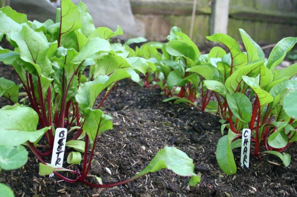 beetroot and chard seedlings in rows