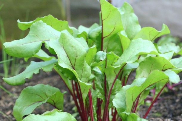 young beetroot leaves up close