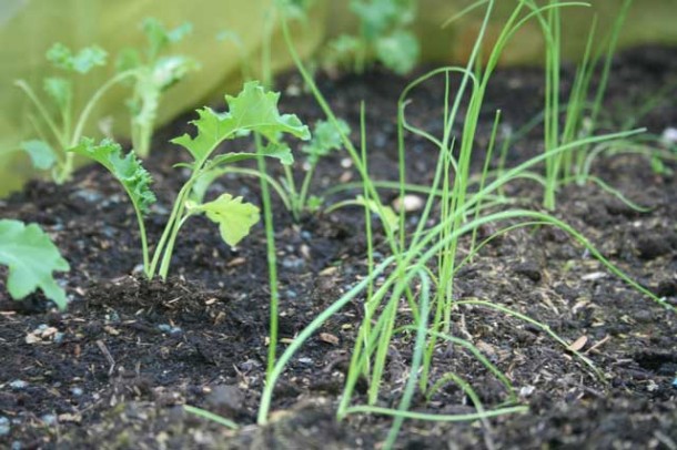 spring onions and kale seedlings