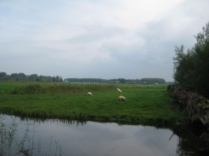sheep grazing in field outside Delft