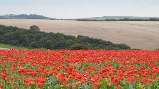 poppies in a field along the South Downs Way