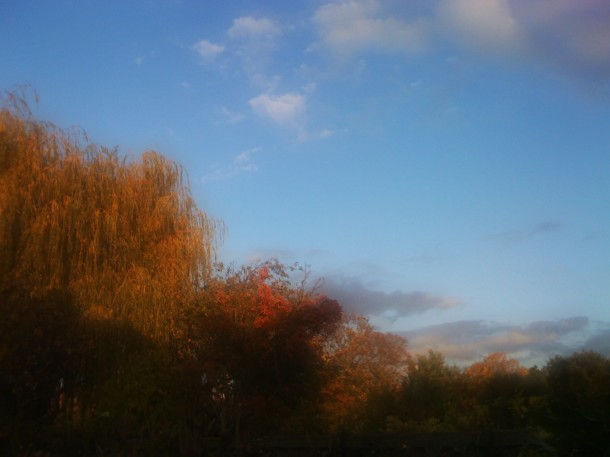 view of autumn colours from my back garden