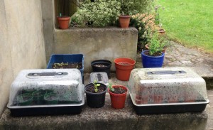 seedlings growing in pots on patio