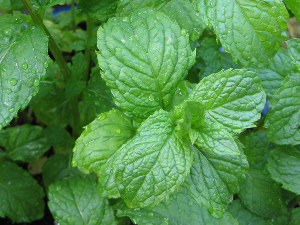 Close-up of fresh mint leaves