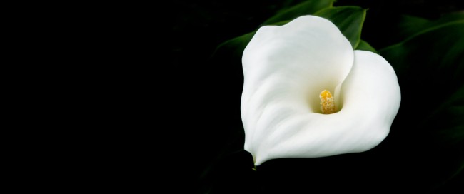white lily against a black background, symbolising death, grief and mourning