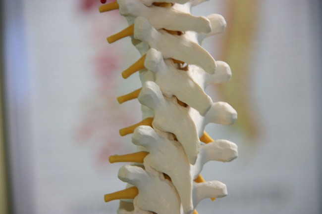 Close up of a reproduction of a human spine to illustrate Rolfing