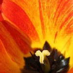 orange and yellow tulip petals