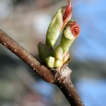 close up of grapevine bud