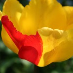 yellow tulip with a splash of red