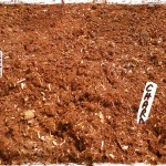 seed labels for beetroot and chard in vegetable garden soil