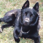 black schipperke dog called claude