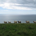 six sheep standing on the edge of a cliff