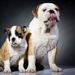 two bulldogs, one large, one small