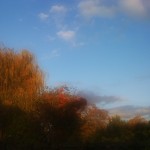 view of autumn colours from my back garden