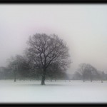 My favourite tree in snow-covered Dulwich Park