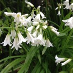 wild garlic flowers