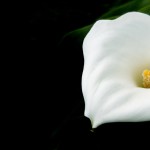 white lily against a black background, symbolising death, grief and mourning