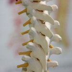 Close up of a reproduction of a human spine to illustrate Rolfing