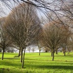 Winter trees to demonstrate low libido in menopausal women