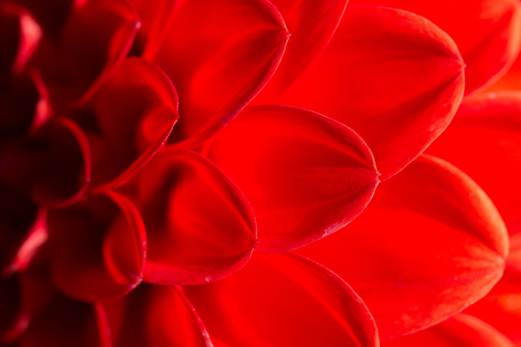 Close up of a red dahlia to illustrate fibroids, polyps and adenomyosis